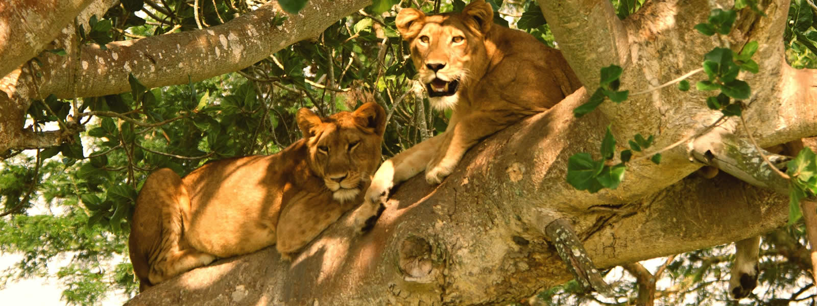 Track Tree Climbing Lions of Uganda in 2022