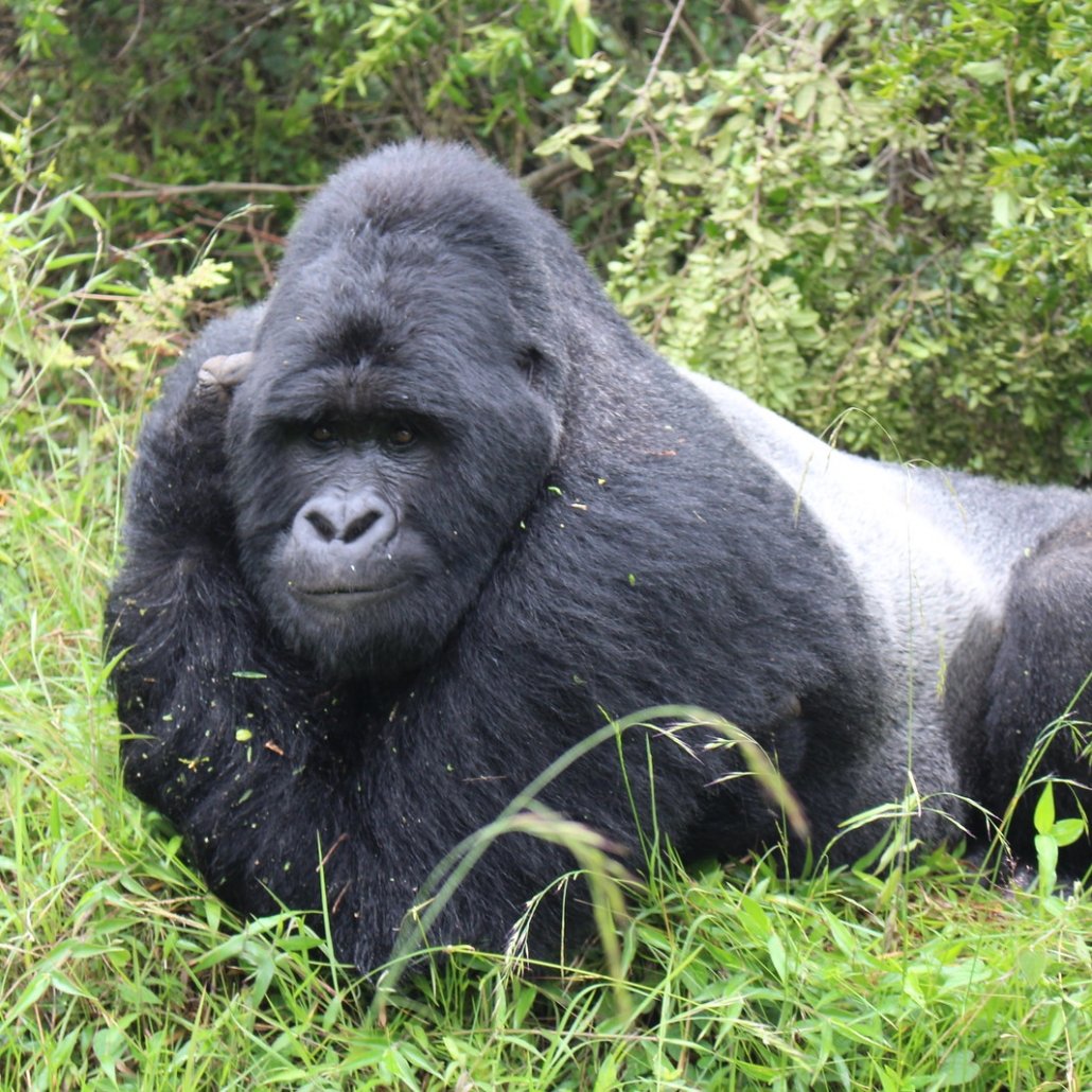 Is a Silverback Gorilla Strong?