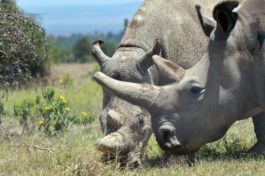 Rwanda’s Akagera National Park Receives 30 White Rhinos