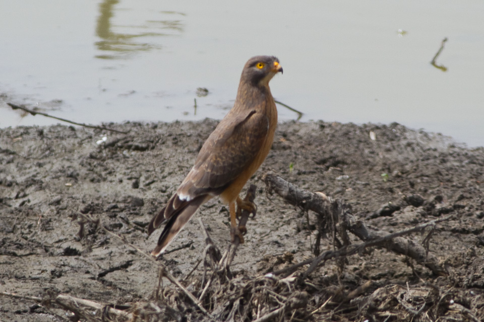 Akagera National Park Birding Checklist 2023
