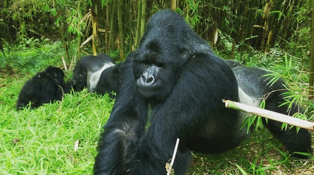 Tipping in Uganda During Your Gorilla Trekking Safari