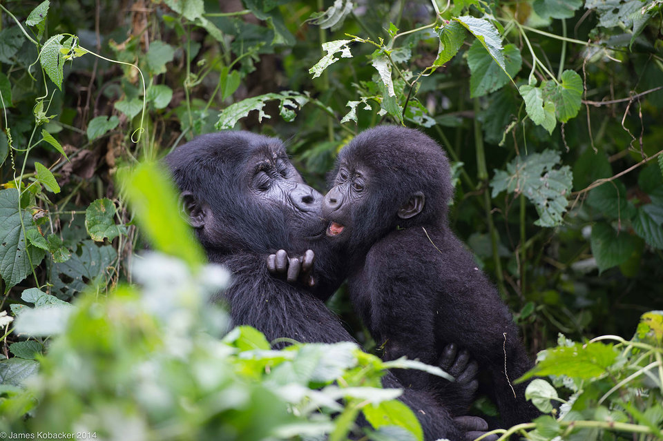 Best Time to Trek Mountain Gorillas in Uganda and Rwanda
