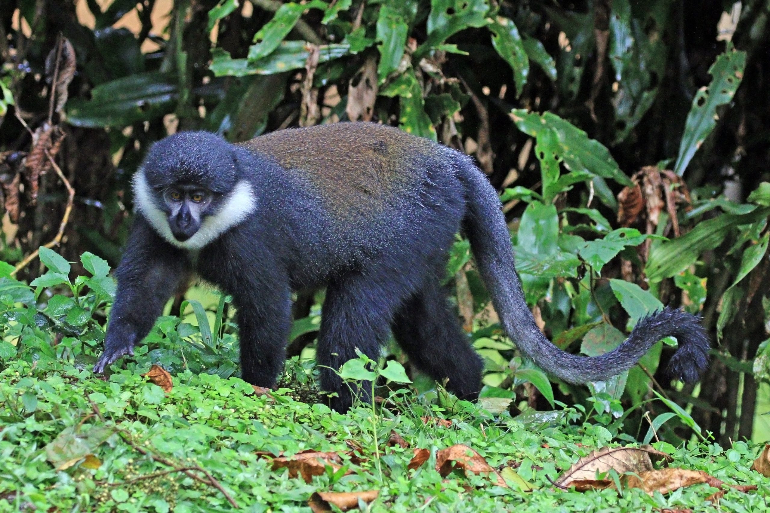 The Rarely Sighted Primates of Rwanda