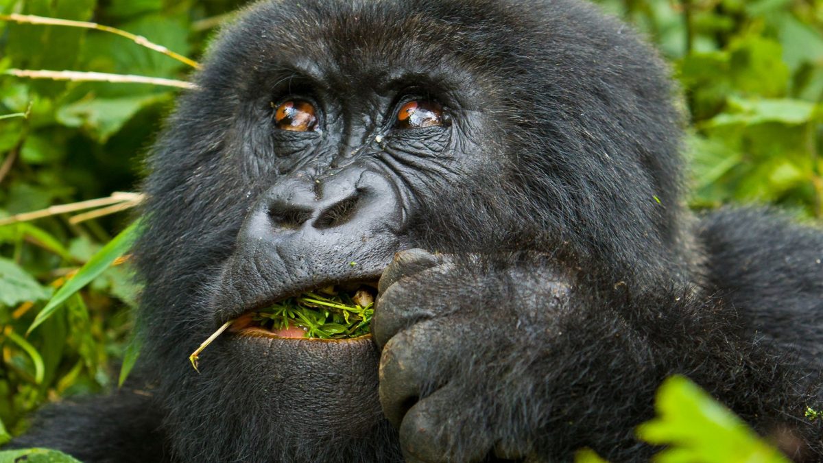 Ruhija Gorilla trekking Sector