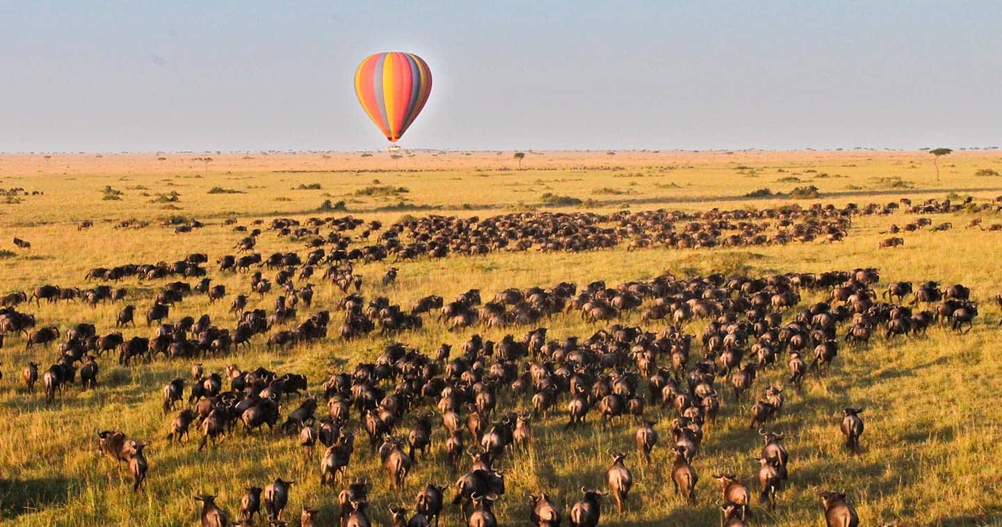 What to do in Masai Mara National Reserve
