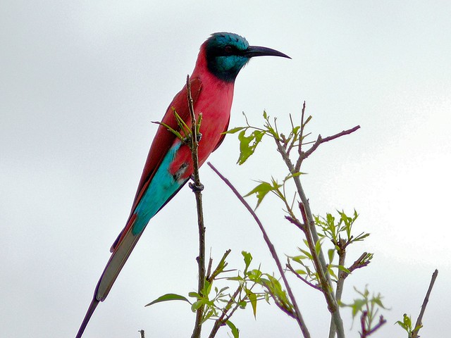 Uganda Birding Hotspots