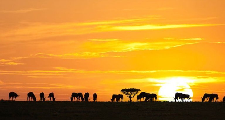 Why is Africa so special?
