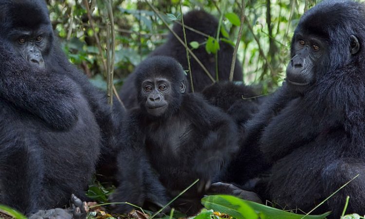 the Best Sector for Gorilla trekking in Bwindi