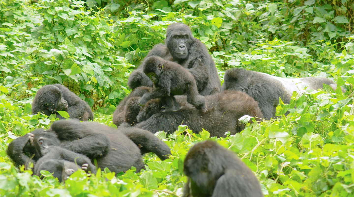 the Best Sector for Gorilla trekking in Bwindi