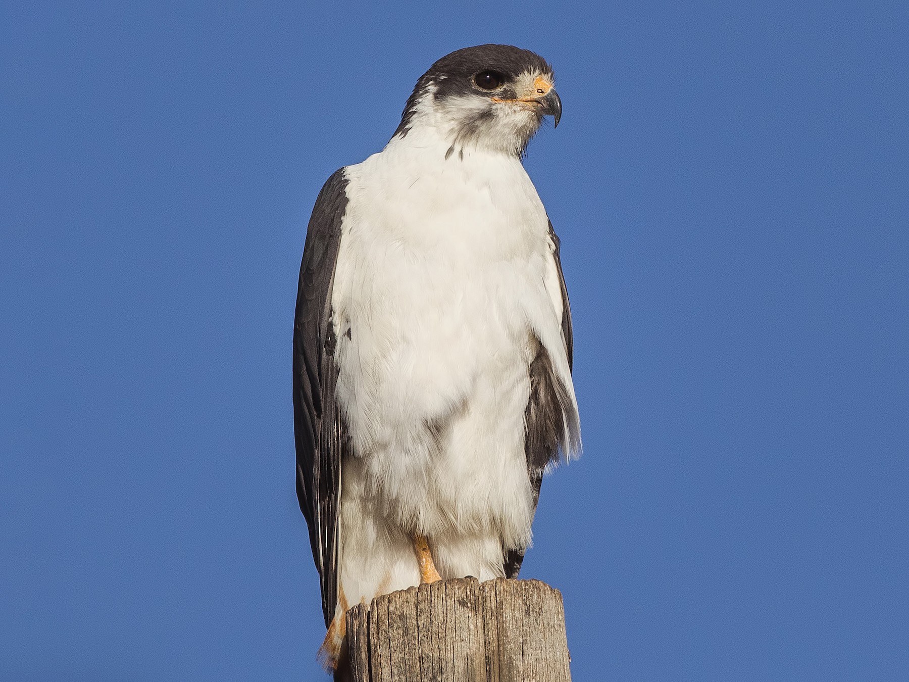Kibale National Park Bird Checklist